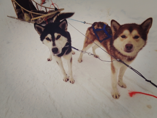 Husky, Kaamanen.jpg